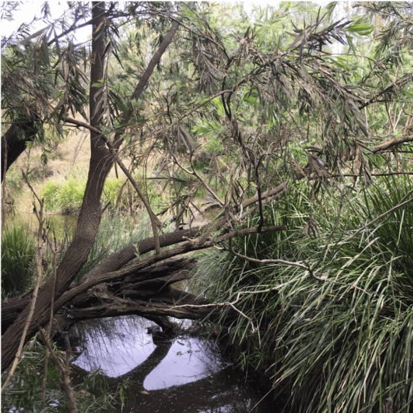 Preliminary Site Report